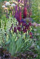 The Bupa Garden designed by Cleve West, RHS Chelsea 2008 with Iris 'Langport Wren', Lupinus 'Masterpiece', Ballota pseudodictamnus, Allium christophii