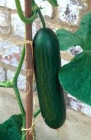 Cucumber plant with support cane
