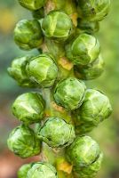 Brassica 'Diablo' - Brussels Sprouts  