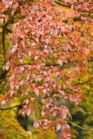 Cornus kousa var. chinensis - Autumn foliage