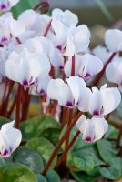 Cyclamen coum Pewter Group 'Maurice Dryden'