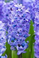 Hyacinthus orientalis 'Delft Blue' - Hyacinth