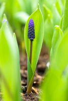 Muscari latifolium - Young Grape Hyacinth emerging in April