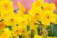 Narcissus 'Suzy' - Daffodils