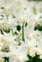 Narcissus 'Toto' - Daffodils