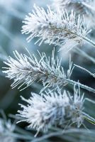 Frosty Pennisetum alopecuroides 'Little Bunny' seedheads