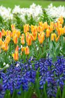 Spring border - Tulipa 'Giuseppe Verdi' - Kaufmanniana Group, Hyacinthus orientalis 'Sky Jacket', Narcissus 'Jenny' and Fritillaria imperialis 'Aurora'
