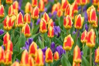 Tulipa 'Stresa' - Kaufmanniana Group and Crocus vernus subsp. albiflorus 'Grand Maitre'
