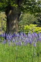 Camassia in a meadow planting 