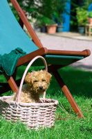 Dog in a basket beside deckchair on lawn