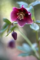 Helleborus orientalis - Lenten rose