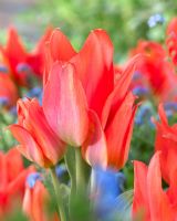 Tulipa 'Orange Toronto'