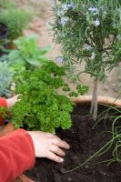 Planting mixed herb pot - adding Parsley