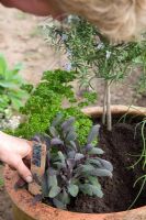 Planting mixed herb pot - adding Purple Sage