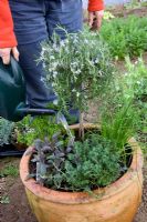 Planting mixed herb pot - watering in