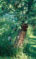 Willow protector for apple tree