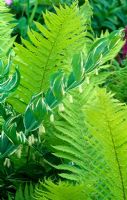 Polygonatum x hybridum with fern in Spring