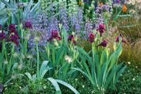 Iris 'Langport Wren' - Garden - The Bupa Garden, Design - Cleve West, Sponsor - Bupa - Gold Medal Winners