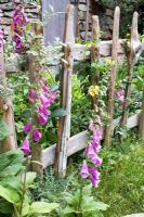 The Shetland Croft House Garden, Design - Sue Hayward, Sponsor Motor Neurone Disease Chelsea Flower Show 2008 - Digitalis beside rustic fence.