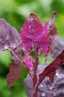 Atriplex hortensis var. Rubra seedlings - Red Orache or Mountain spinach
