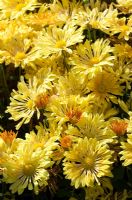 Chrysanthemum 'Starlet'