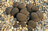 Lithops Lesliei Minor - Living stones
