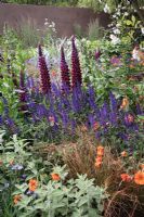 Lupinus 'Masterpiece', Salvia nemorosa 'Viola Klose', Carex testacea, geum 'Fire Opal' - Garden - The Bupa Garden, Design - Cleve West, Sponsor - Bupa - Gold Medal Winners