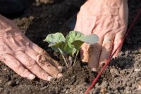 Planting Brassica 'January King' seedlings