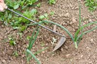 Using an onion hoe to remove weeds from onion bed