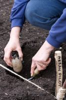 Planting seed Potatoes