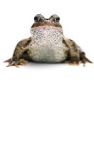 Rana temporaria - Common frog