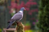 Wood Pigeon on a post landscape