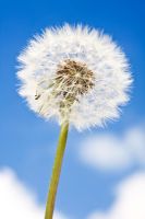 Dandelion clock against blue sky and clouds