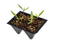 Plastic cell tray with four seedlings of Chilli Pepper 'Apache' 