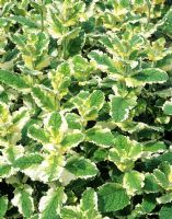 Mentha suaveolens variegata - Pineapple Mint