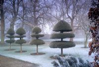 Topiary covered with heavy frost