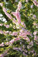 Prunus triloba 'Plena' - Flowering Almond