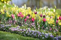 Tulipa 'Rajka', Narcissus 'Step Forward' and Tulipa 'White Triumphator' amongst Brunnera and Violas
