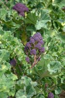 Brassica 'Claret' - Purple Sprouting Broccoli 