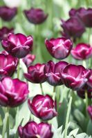 Tulipa triumf 'Black Jack'