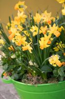 Narcissus 'Tete a Tete' - Dwarf daffodils in pot