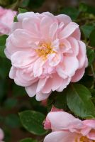 Rosa 'Albertine' AGM - Rambler, fully double, sweetly scented, salmon pink flowers.