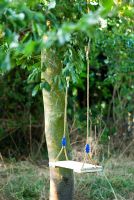 Child's wooden swing hanging from a tree in the woods