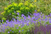 Perennial border with Geranium 'Orion', Euphorbia cornigera and Salvia - RHS Gardens, Wisley