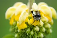 Bee on Phlomis russelliana