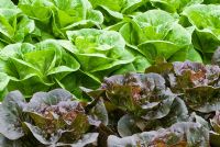 Lettuces 'Pandero' and 'Winter Density'
