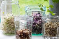 Different seeds, beans and pulses sprouting in jam jars on windowsill