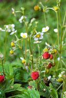Fragaria versca - Alpine strawberry