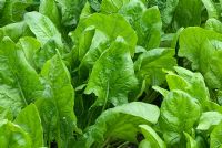 Beta vulgaris 'Tetona' - Spinach