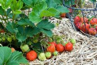 Fragaria 'Mae' - Strawberries growing on straw with basket of picked strawberries in background